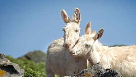 Gli asinelli albini del Parco dell'Asinara