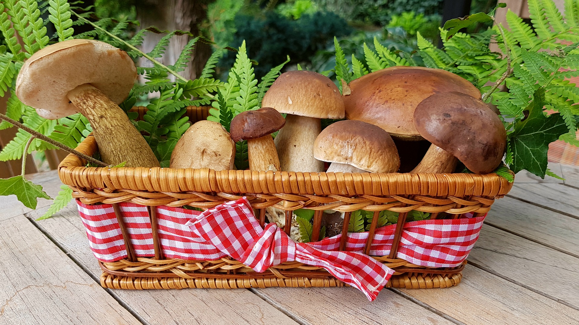 Autunno, tempo di funghi. Come si raccolgono e cucinano queste delizie