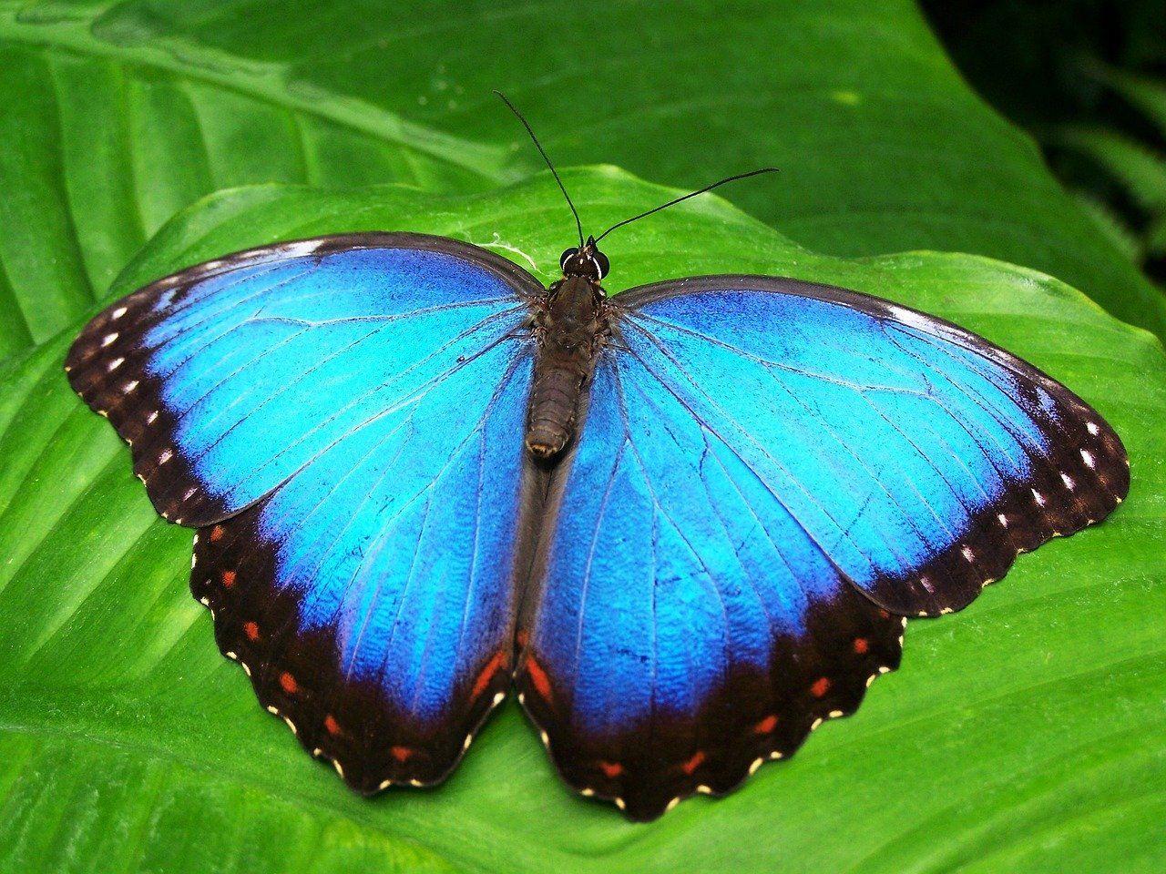 Farfalla azzurra