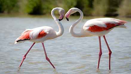 Stagno del Molentargius: Fenicotteri rosa 