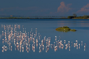 fenicotteri rosa comacchio