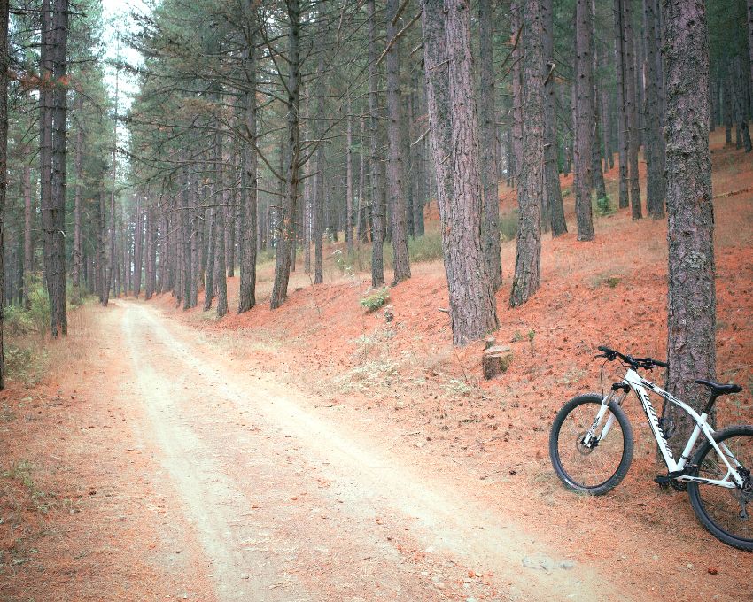 Parco Nazionale della Sila - Escursione bici