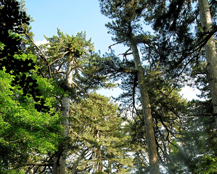 Parco Nazionale della Sila - Riserva dei Giganti della Sila